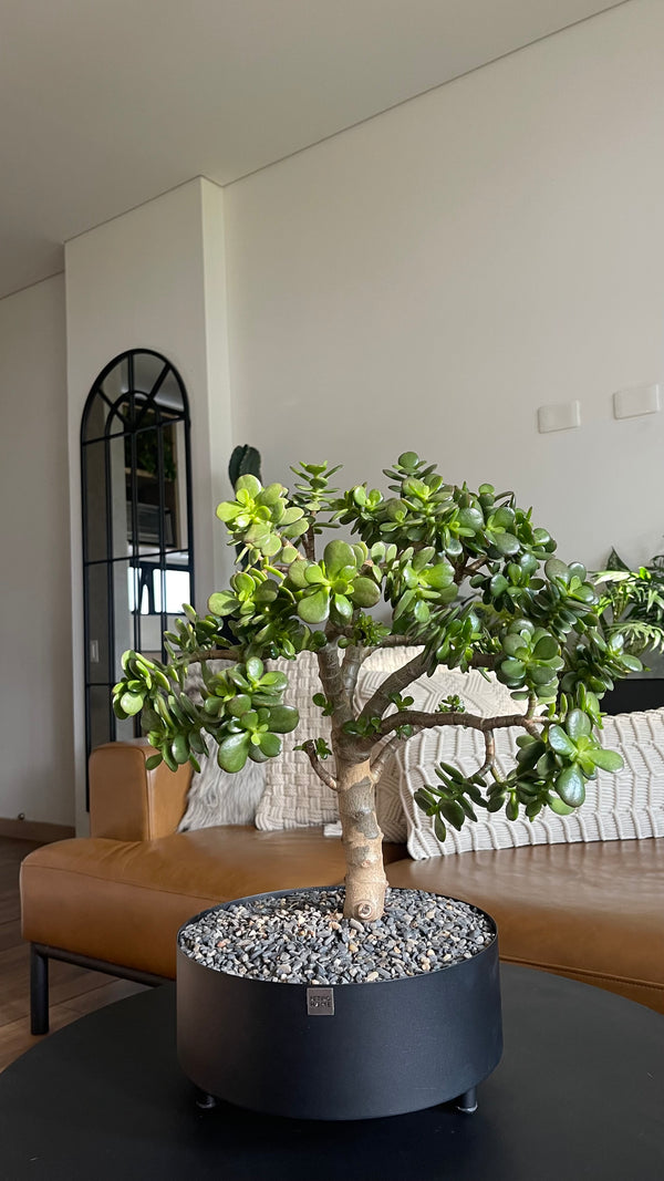 Matera Bonsai